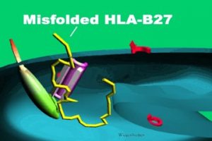 Анализ hla b27 — где сдать в Москве недорого