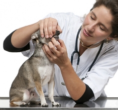 Какие ветеринарные услуги самые востребованные?