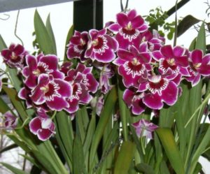 Виды комнатных орхидей