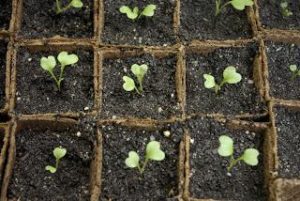 Как посадить рассаду цветной капусты?