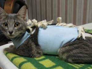 Для чего стерилизуют кошек?
