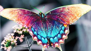 Бабочки: самые красивые насекомые, встречающиеся на планете