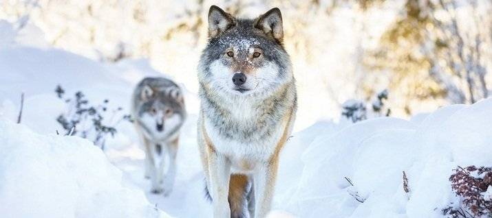 
Юрьев день 9 декабря: почему на Руси избегали встречи с волками и не ходили на охоту в лес                