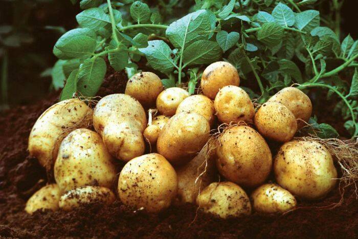 
Как садить картошку по-белорусски для щедрого урожая: 3 правила посадки «наоборот»                