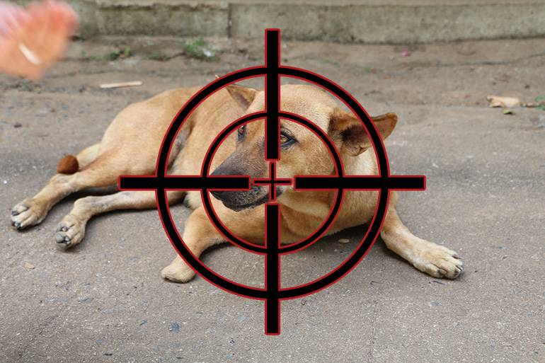 
Акция смерти: владельцев собак предупредили о февральском рейде догхантеров                