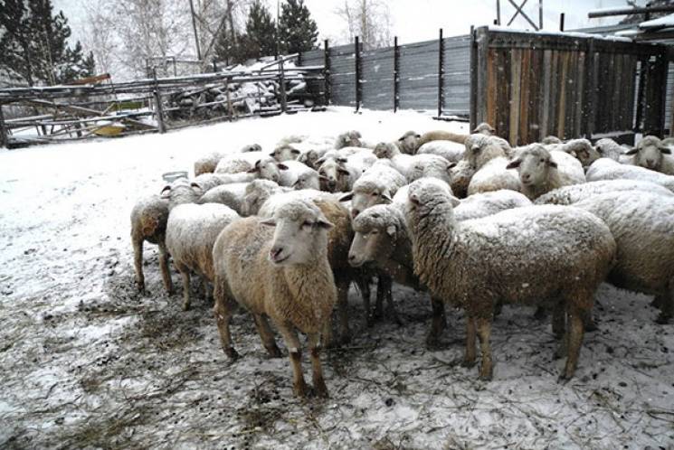 
Народный праздник 28 февраля: как на Руси Онисима-овчара встречали                
