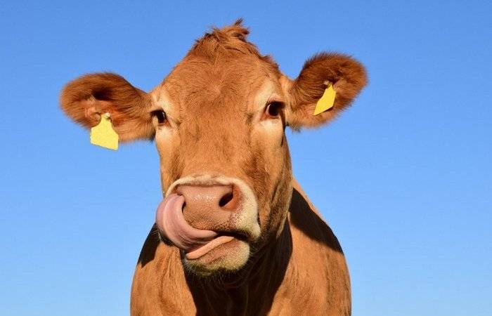
Почему мясо коровы и быка принято называть «говядиной»                