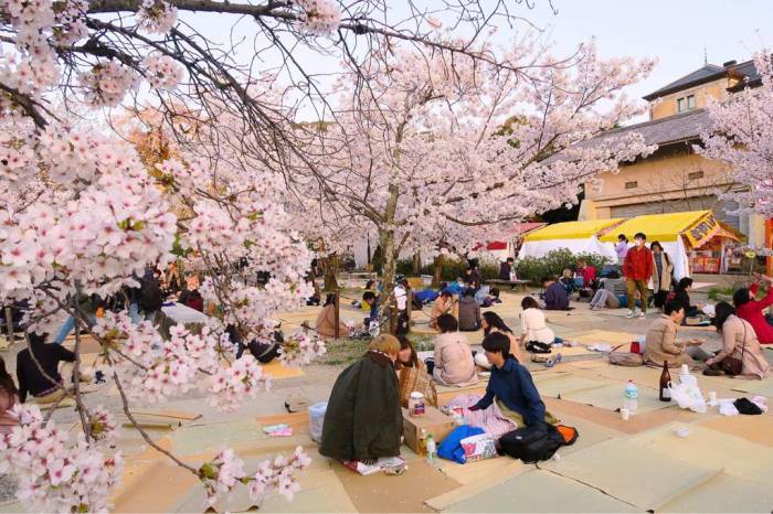 
Что жители Японии вкладывают в процесс созерцания цветущей сакуры                