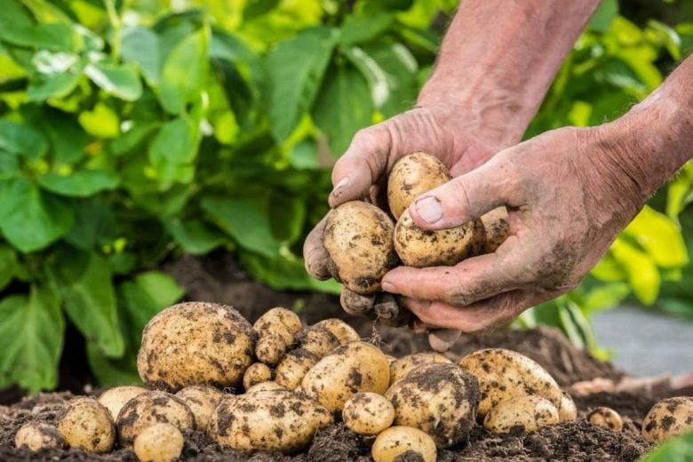 
Новый сорт гигантской картошки начали выращивать на огородах России                