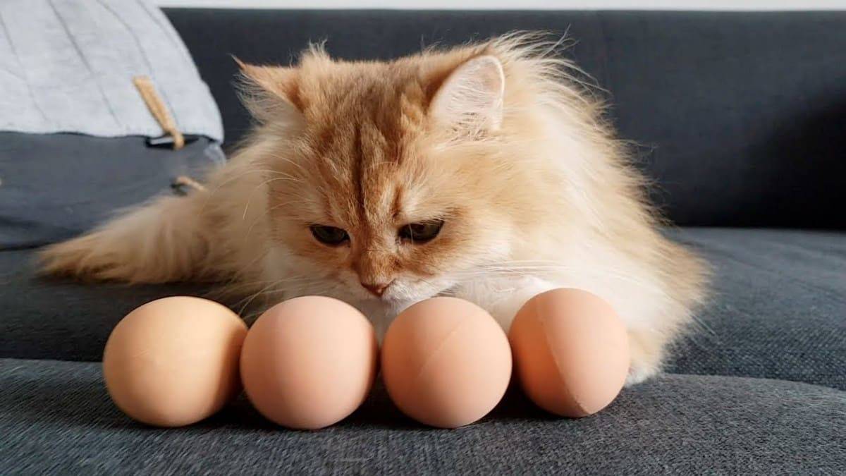С какого возраста котенку можно давать яйцо?