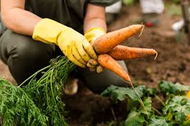 Как правильно собирать урожай моркови?