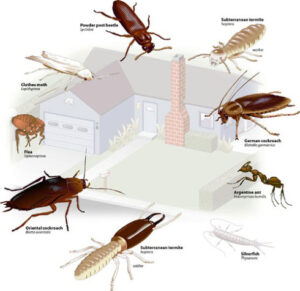 Как избавится от насекомых в квартире?