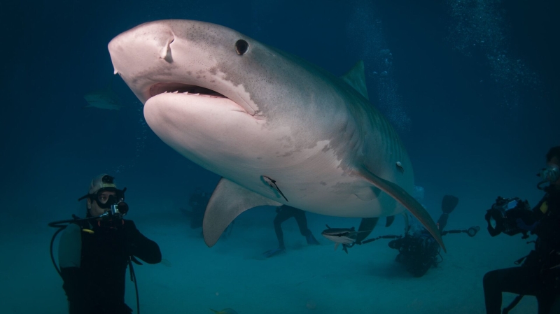 Человека может раскусить пополам: за кем охотятся акулы в Египте