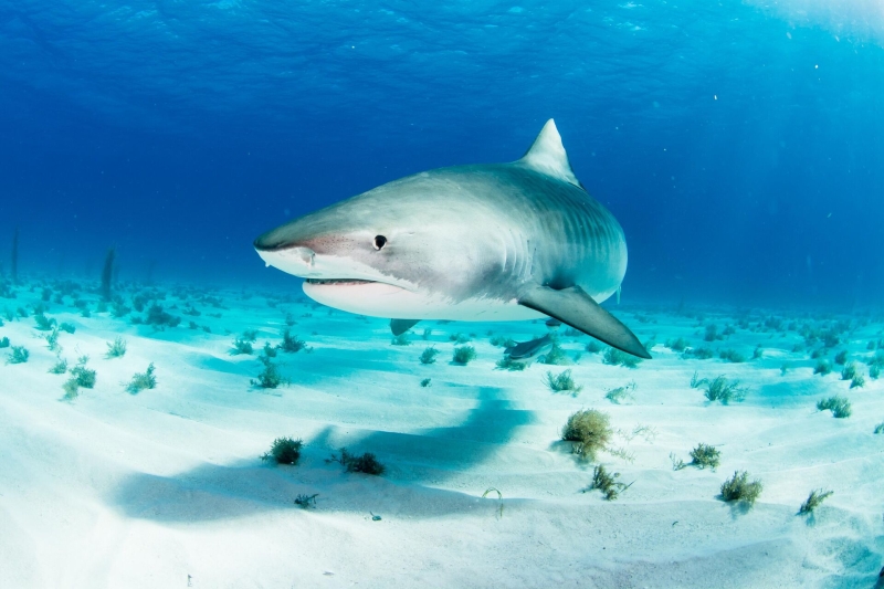 Человека может раскусить пополам: за кем охотятся акулы в Египте