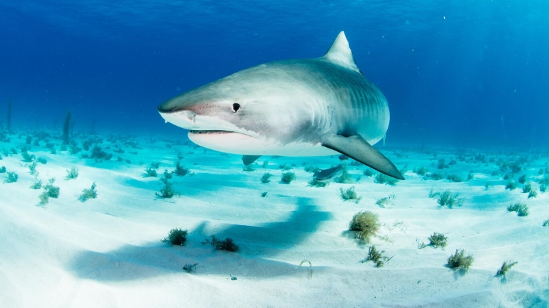 На туристку в Египте напала акула