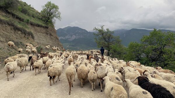 Кавказ принимает гостей: почему все едут в Дагестан