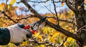 Почему старые деревья лучше удалить