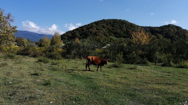 Гид по Абхазии: где жить, на чем доехать и как сэкономить