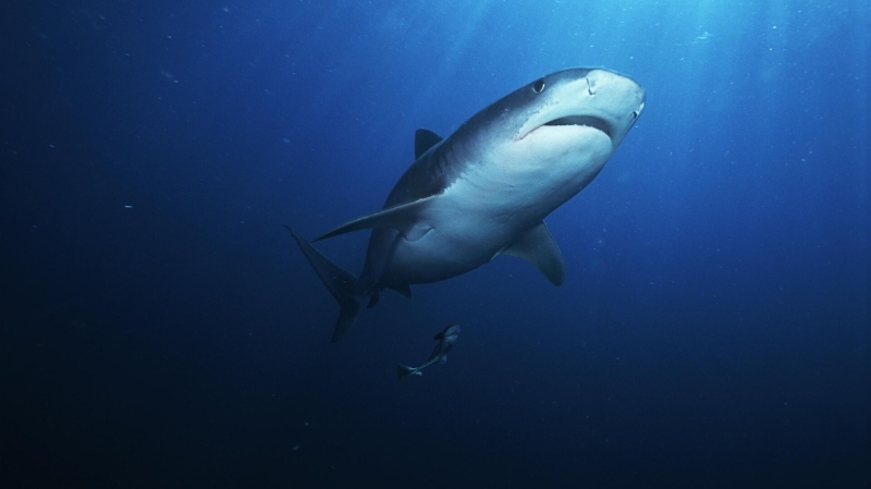 В Египте из убившей российского туриста акулы сделают мумию