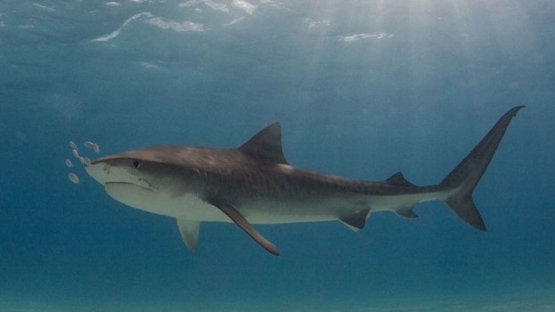 Важное в туризме за неделю: акула в Египте, банк в Турции, штрафы в Абхазии