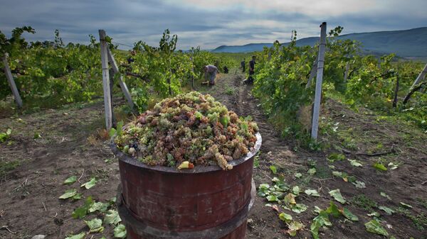 Вопреки санкциям: как российское вино покоряет страну и мир