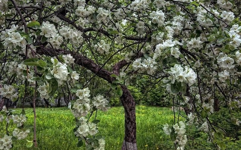 Саженцы плодовых культур для Ленинградской области