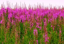 Полезные свойства Иван-чая