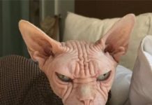 Самые смешные ролики 2020 года