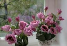 Эустома: яркое, но привередливое к уходу комнатное растение