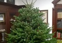 Почему лучшие новогодние ёлки родом из Дании?