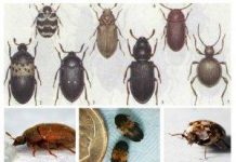 Кожееды в квартире: как избавиться?