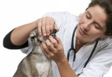 Какие ветеринарные услуги самые востребованные?