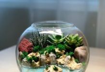 Что представляет собой флорариум ?