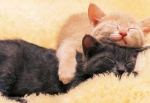 Польза объятий