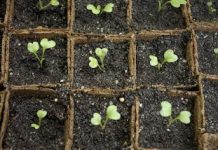 Как посадить рассаду цветной капусты?