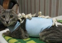 Для чего стерилизуют кошек?