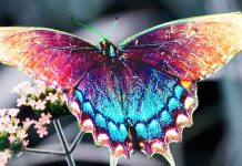 Бабочки: самые красивые насекомые, встречающиеся на планете