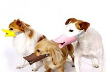 Популярные товары для домашних животных