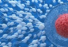 Витамины как неотъемлемая часть метаболизма человека