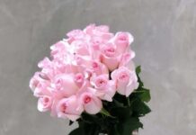 Почему розы так популярны?