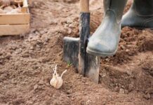 Как садить картошку по-белорусски для щедрого урожая: 3 правила посадки «наоборот»