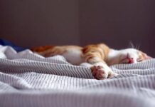 Как улучшить сон: эффективные способы борьбы с бессонницей