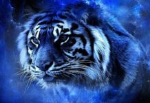 Новый 2022 год: почему нельзя использовать красный цвет в наряде и декоре, встречая Черного Тигра