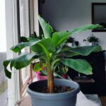 Как вырастить банан в домашних условиях?