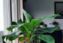 Как вырастить банан в домашних условиях?