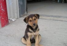 Акция смерти: владельцев собак предупредили о февральском рейде догхантеров