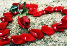 Розы как символ любви