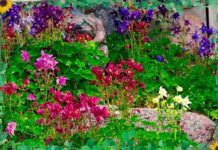 Использование аквилегии в ландшафтном дизайне