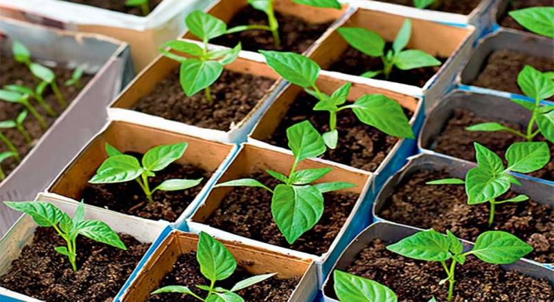 Календарь для посадки рассады на 2022 год, перца, томатов, баклажанов