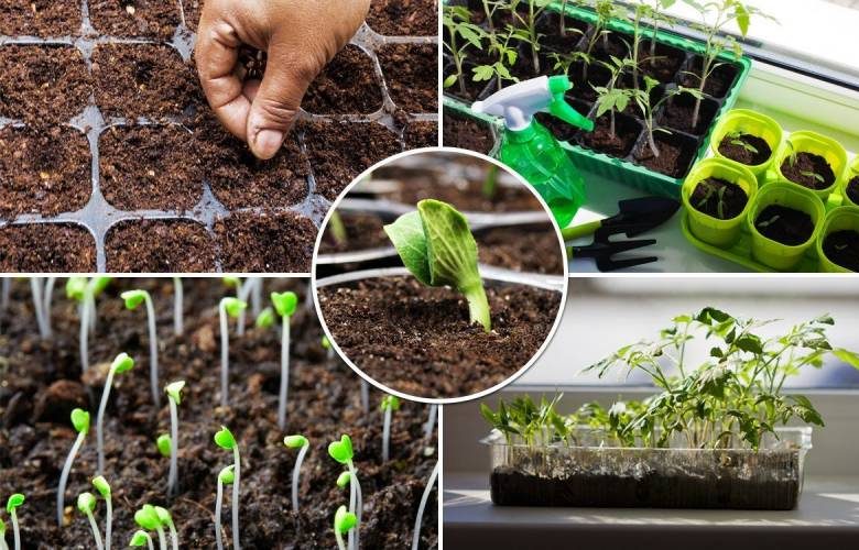 Календарь для посадки рассады на 2022 год, перца, томатов, баклажанов